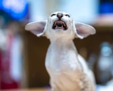 Międzynarodowa wystawa kotów rasowych w hali Orbita we Wrocławiu, 7-8 września 2024